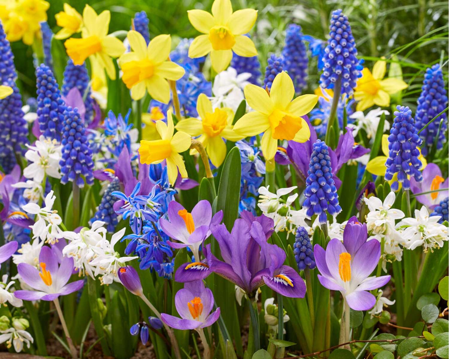 Spring Splash' sipulisekoitus